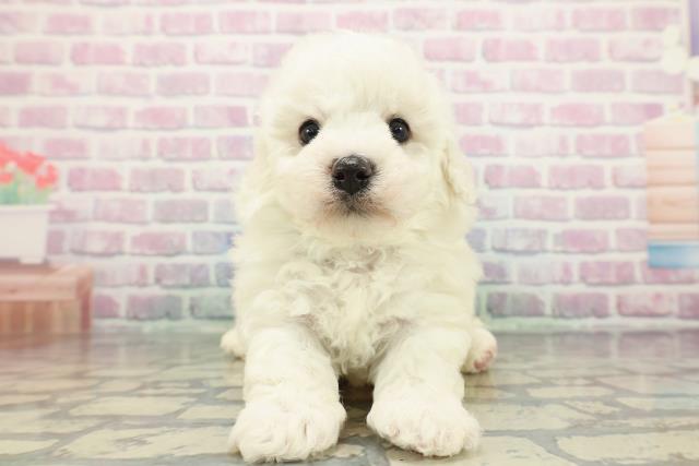 沖縄県のビションフリーゼ (Coo&RIKU沖縄浦添店/2025年12月12日生まれ/男の子/ホワイト)の子犬の1枚目の画像