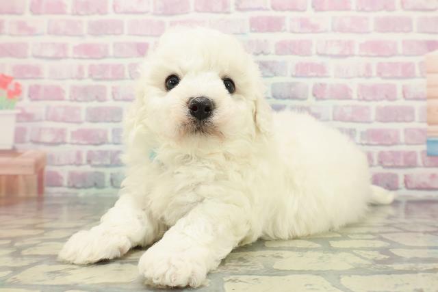 沖縄県のビションフリーゼ (Coo&RIKU沖縄浦添店/2025年12月12日生まれ/男の子/ホワイト)の子犬の2枚目の画像