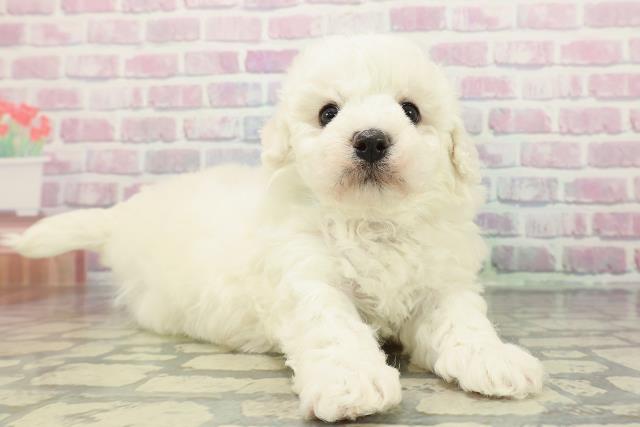 沖縄県のビションフリーゼ (Coo&RIKU沖縄浦添店/2025年12月12日生まれ/男の子/ホワイト)の子犬の3枚目の画像