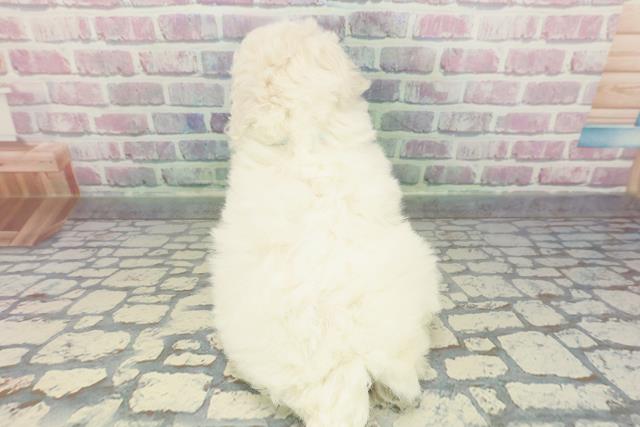 沖縄県のビションフリーゼ (Coo&RIKU沖縄浦添店/2025年12月12日生まれ/男の子/ホワイト)の子犬の4枚目の画像