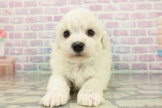 埼玉県のビションフリーゼ (Coo&RIKU熊谷ニットーモール店/2025年12月12日生まれ/男の子/ホワイト)の子犬の1枚目の画像