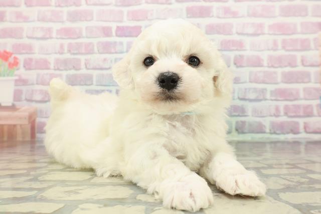 埼玉県のビションフリーゼ (Coo&RIKU熊谷ニットーモール店/2025年12月12日生まれ/男の子/ホワイト)の子犬の3枚目の画像