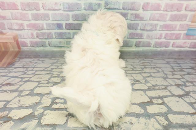 埼玉県のビションフリーゼ (Coo&RIKU熊谷ニットーモール店/2025年12月12日生まれ/男の子/ホワイト)の子犬の4枚目の画像