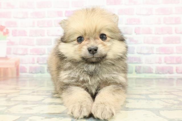 石川県のポメラニアン (Coo&RIKUイオン野々市南店/2025年12月13日生まれ/男の子/オレンジ)の子犬の1枚目の画像