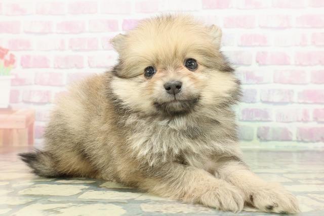 石川県のポメラニアン (Coo&RIKUイオン野々市南店/2025年12月13日生まれ/男の子/オレンジ)の子犬の3枚目の画像