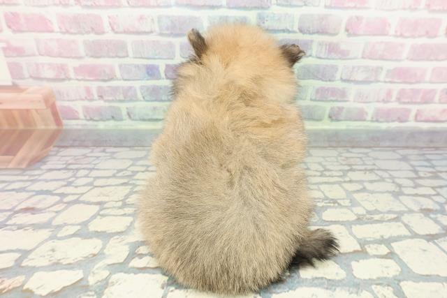 石川県のポメラニアン (Coo&RIKUイオン野々市南店/2025年12月13日生まれ/男の子/オレンジ)の子犬の4枚目の画像