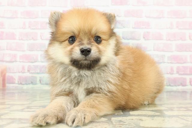 福井県のポメラニアン (Coo&RIKU福井店/2025年12月13日生まれ/男の子/オレンジ)の子犬の2枚目の画像