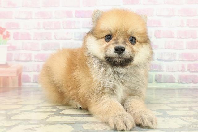 福井県のポメラニアン (Coo&RIKU福井店/2025年12月13日生まれ/男の子/オレンジ)の子犬の3枚目の画像