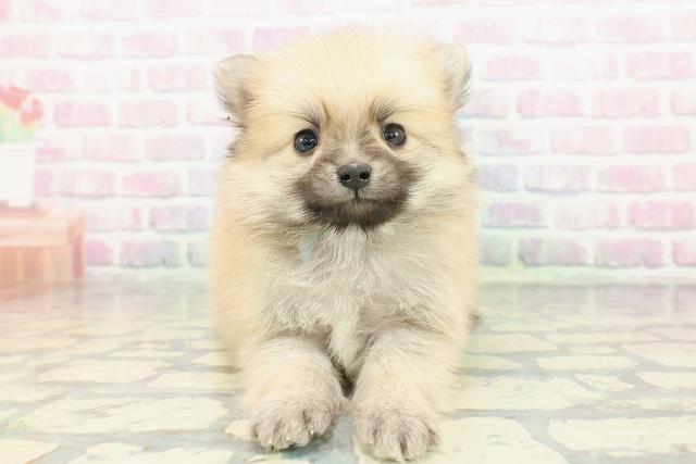 沖縄県のポメラニアン (Coo&RIKUイオン北谷店/2025年12月13日生まれ/男の子/オレンジ)の子犬の1枚目の画像