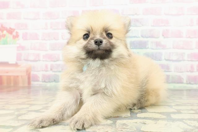 沖縄県のポメラニアン (Coo&RIKUイオン北谷店/2025年12月13日生まれ/男の子/オレンジ)の子犬の2枚目の画像