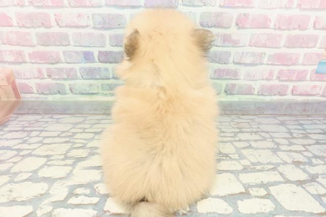 沖縄県のポメラニアン (Coo&RIKUイオン北谷店/2025年12月13日生まれ/男の子/オレンジ)の子犬の4枚目の画像