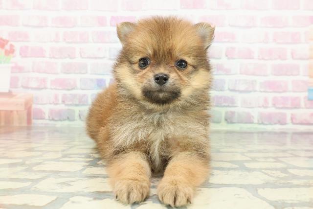 新潟県のポメラニアン (Coo&RIKU新潟西店/2025年12月13日生まれ/女の子/オレンジ)の子犬の1枚目の画像