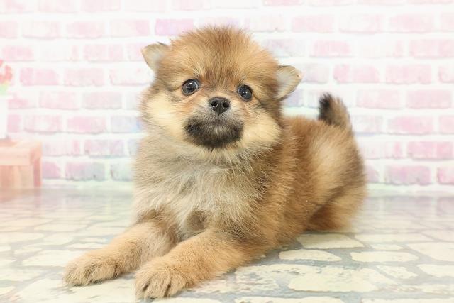 新潟県のポメラニアン (Coo&RIKU新潟西店/2025年12月13日生まれ/女の子/オレンジ)の子犬の2枚目の画像