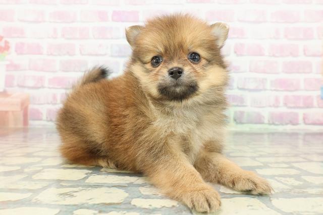 新潟県のポメラニアン (Coo&RIKU新潟西店/2025年12月13日生まれ/女の子/オレンジ)の子犬の3枚目の画像