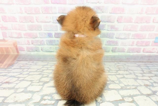 新潟県のポメラニアン (Coo&RIKU新潟西店/2025年12月13日生まれ/女の子/オレンジ)の子犬の4枚目の画像