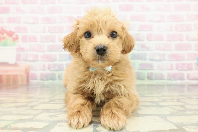 埼玉県のマルプー(マルチーズ×プードル) (Coo&RIKU春日部店/2025年12月11日生まれ/男の子/アプリコット)の子犬の1枚目の画像