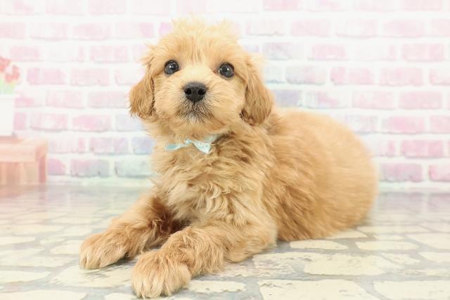 埼玉県のマルプー(マルチーズ×プードル) (Coo&RIKU春日部店/2025年12月11日生まれ/男の子/アプリコット)の子犬の2枚目の画像