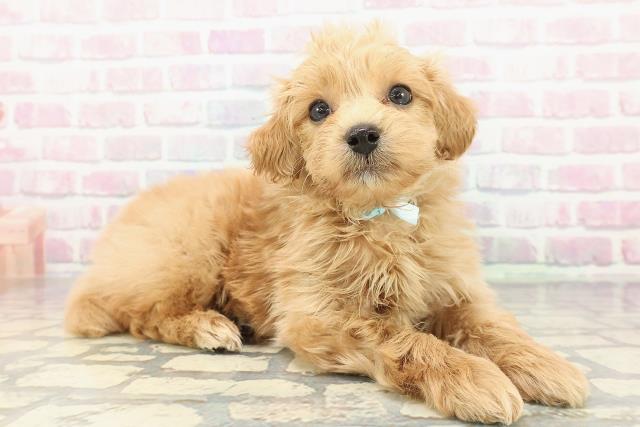 埼玉県のマルプー(マルチーズ×プードル) (Coo&RIKU春日部店/2025年12月11日生まれ/男の子/アプリコット)の子犬の3枚目の画像