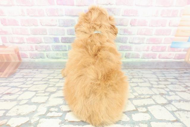 埼玉県のマルプー(マルチーズ×プードル) (Coo&RIKU春日部店/2025年12月11日生まれ/男の子/アプリコット)の子犬の4枚目の画像