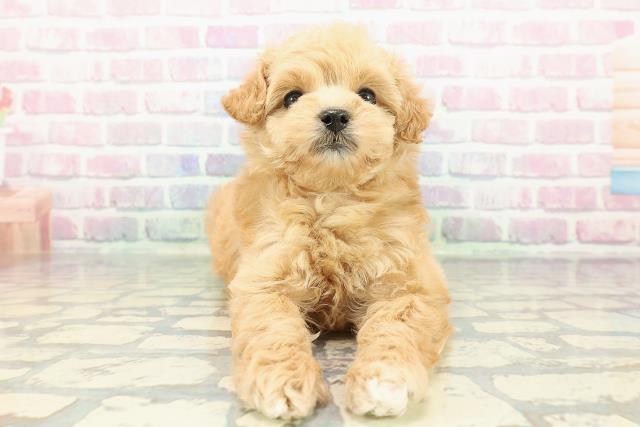 新潟県のマルプー(マルチーズ×プードル) (Coo&RIKU新潟西店/2025年12月11日生まれ/女の子/アプリコットホワイト)の子犬の1枚目の画像