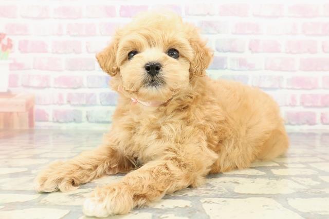 新潟県のマルプー(マルチーズ×プードル) (Coo&RIKU新潟西店/2025年12月11日生まれ/女の子/アプリコットホワイト)の子犬の2枚目の画像