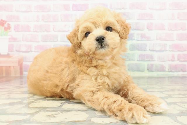 新潟県のマルプー(マルチーズ×プードル) (Coo&RIKU新潟西店/2025年12月11日生まれ/女の子/アプリコットホワイト)の子犬の3枚目の画像