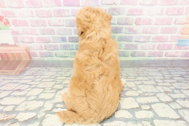 新潟県のマルプー(マルチーズ×プードル) (Coo&RIKU新潟西店/2025年12月11日生まれ/女の子/アプリコットホワイト)の子犬の4枚目の画像