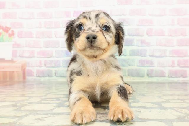 東京都のチワックス(チワワ×ダックス) (Coo&RIKU新宿三丁目店/2025年12月13日生まれ/女の子/シルバーダップル)の子犬の1枚目の画像