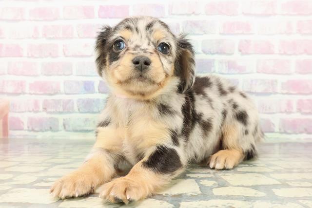 東京都のチワックス(チワワ×ダックス) (Coo&RIKU新宿三丁目店/2025年12月13日生まれ/女の子/シルバーダップル)の子犬の2枚目の画像