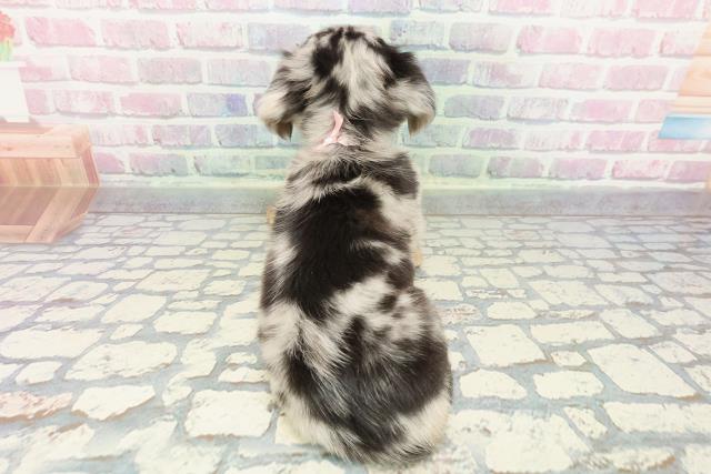 東京都のチワックス(チワワ×ダックス) (Coo&RIKU新宿三丁目店/2025年12月13日生まれ/女の子/シルバーダップル)の子犬の4枚目の画像