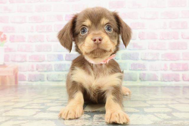 埼玉県のチワックス(チワワ×ダックス) (Coo&RIKU熊谷ニットーモール店/2025年12月13日生まれ/女の子/チョコレートタン)の子犬の1枚目の画像
