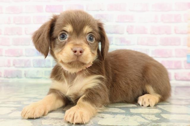 埼玉県のチワックス(チワワ×ダックス) (Coo&RIKU熊谷ニットーモール店/2025年12月13日生まれ/女の子/チョコレートタン)の子犬の2枚目の画像