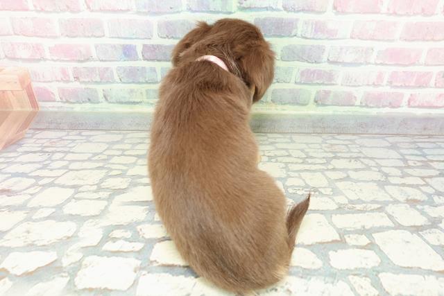 埼玉県のチワックス(チワワ×ダックス) (Coo&RIKU熊谷ニットーモール店/2025年12月13日生まれ/女の子/チョコレートタン)の子犬の4枚目の画像