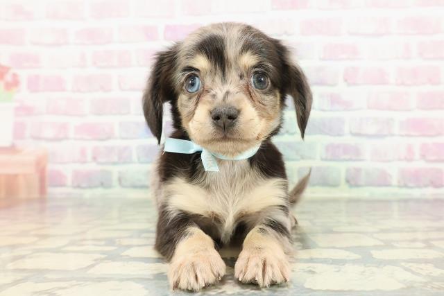 東京都のチワックス(チワワ×ダックス) (Coo&RIKU阿佐ヶ谷店/2025年12月13日生まれ/男の子/シルバーダップル)の子犬の1枚目の画像