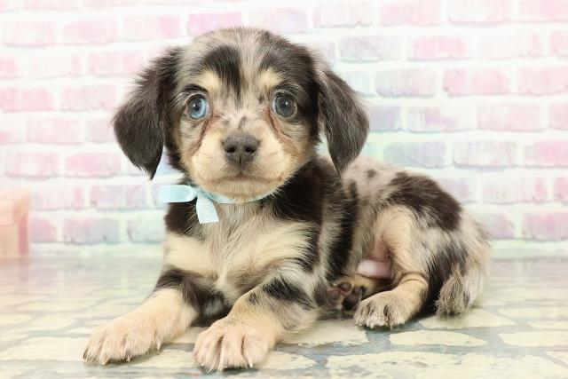 東京都のチワックス(チワワ×ダックス) (Coo&RIKU阿佐ヶ谷店/2025年12月13日生まれ/男の子/シルバーダップル)の子犬の2枚目の画像