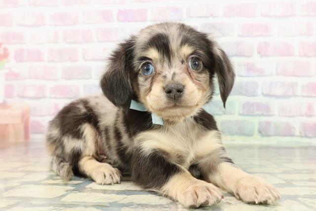 東京都のチワックス(チワワ×ダックス) (Coo&RIKU阿佐ヶ谷店/2025年12月13日生まれ/男の子/シルバーダップル)の子犬の3枚目の画像