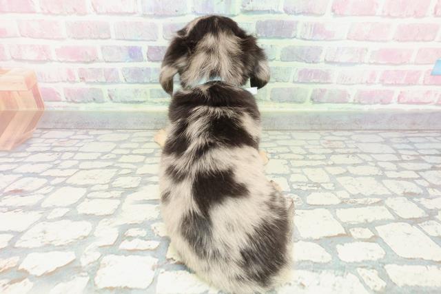 東京都のチワックス(チワワ×ダックス) (Coo&RIKU阿佐ヶ谷店/2025年12月13日生まれ/男の子/シルバーダップル)の子犬の4枚目の画像