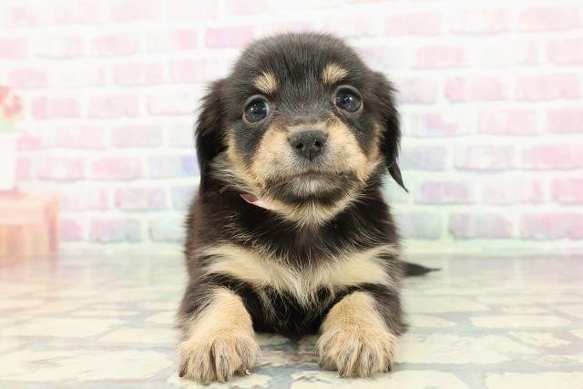 新潟県のチワックス(チワワ×ダックス) (Coo&RIKU新潟西店/2025年12月12日生まれ/女の子/ブラックタン)の子犬の1枚目の画像