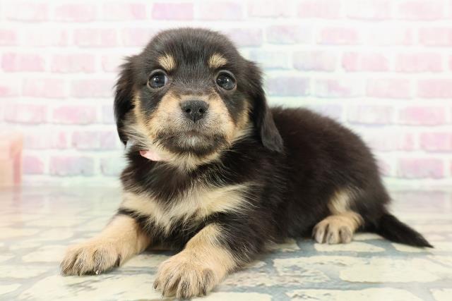 新潟県のチワックス(チワワ×ダックス) (Coo&RIKU新潟西店/2025年12月12日生まれ/女の子/ブラックタン)の子犬の2枚目の画像