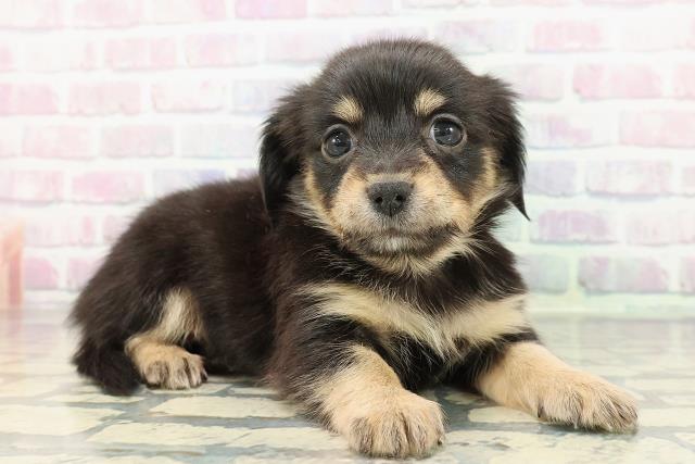 新潟県のチワックス(チワワ×ダックス) (Coo&RIKU新潟西店/2025年12月12日生まれ/女の子/ブラックタン)の子犬の3枚目の画像