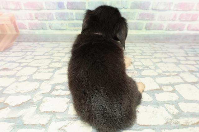 新潟県のチワックス(チワワ×ダックス) (Coo&RIKU新潟西店/2025年12月12日生まれ/女の子/ブラックタン)の子犬の4枚目の画像