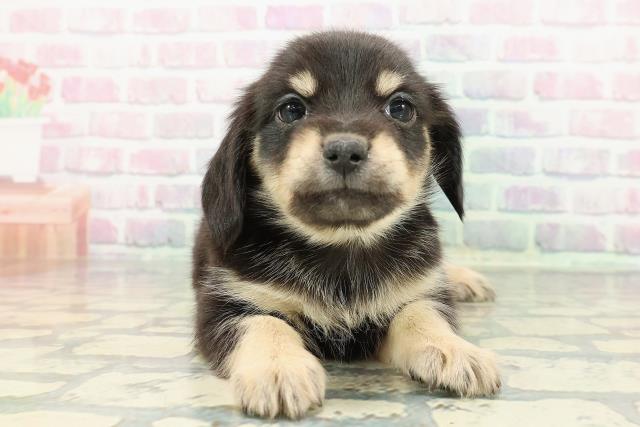 北海道のチワックス(チワワ×ダックス) (Coo&RIKU岩見沢店/2025年12月12日生まれ/男の子/ブラックタン)の子犬の1枚目の画像