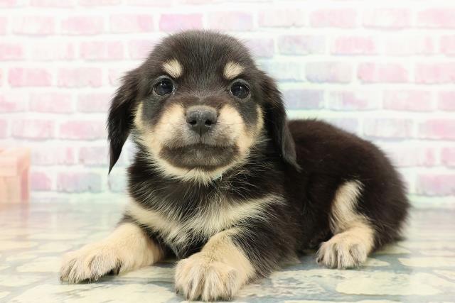 北海道のチワックス(チワワ×ダックス) (Coo&RIKU岩見沢店/2025年12月12日生まれ/男の子/ブラックタン)の子犬の2枚目の画像