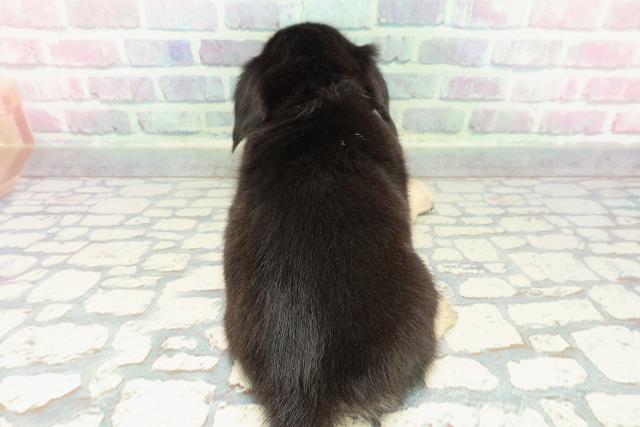 北海道のチワックス(チワワ×ダックス) (Coo&RIKU岩見沢店/2025年12月12日生まれ/男の子/ブラックタン)の子犬の4枚目の画像