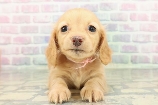 千葉県のミニチュアダックスフンド(ロング) (Coo&RIKU東船橋店/2025年12月14日生まれ/女の子/イエロー)の子犬の1枚目の画像