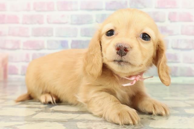 千葉県のミニチュアダックスフンド(ロング) (Coo&RIKU東船橋店/2025年12月14日生まれ/女の子/イエロー)の子犬の3枚目の画像