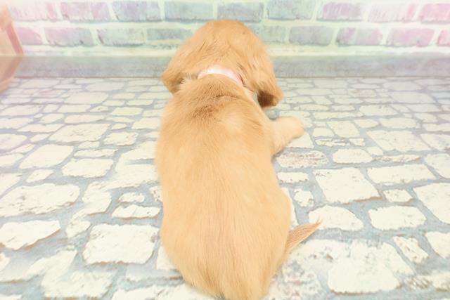 千葉県のミニチュアダックスフンド(ロング) (Coo&RIKU東船橋店/2025年12月14日生まれ/女の子/イエロー)の子犬の4枚目の画像