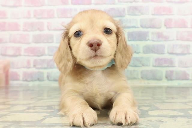 北海道のミニチュアダックスフンド(ロング) (Coo&RIKU札幌東店/2025年12月14日生まれ/男の子/シェーデットイエロー)の子犬の1枚目の画像