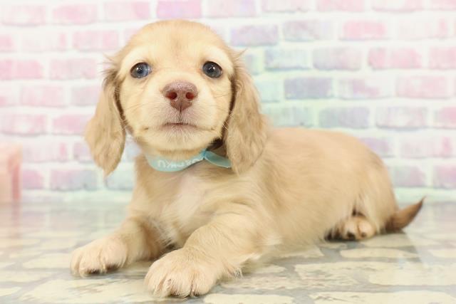 北海道のミニチュアダックスフンド(ロング) (Coo&RIKU札幌東店/2025年12月14日生まれ/男の子/シェーデットイエロー)の子犬の2枚目の画像