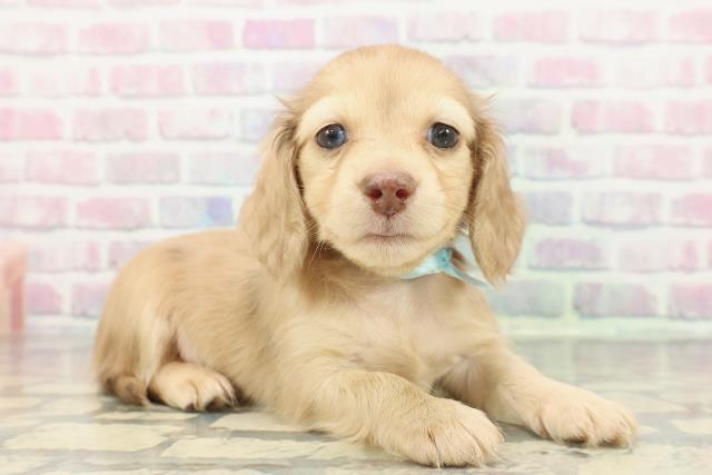 北海道のミニチュアダックスフンド(ロング) (Coo&RIKU札幌東店/2025年12月14日生まれ/男の子/シェーデットイエロー)の子犬の3枚目の画像